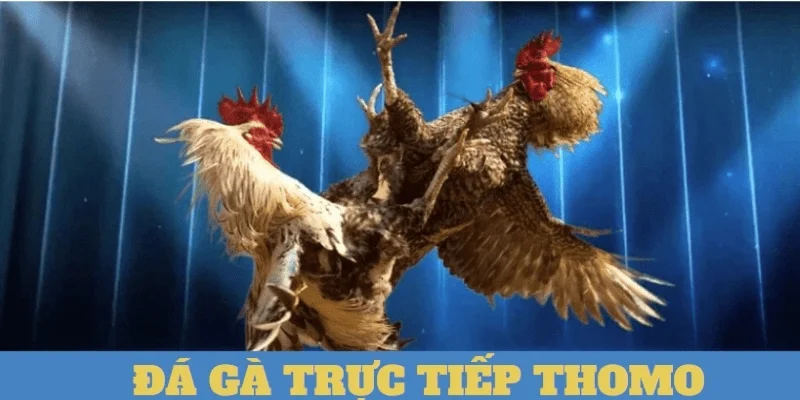 Luật chơi và cách đặt cược trong Đá gà 8xbet